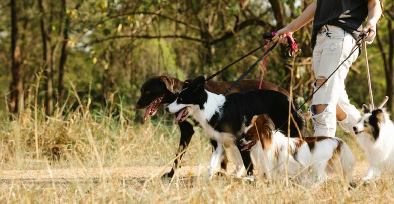 Dog Walker 2