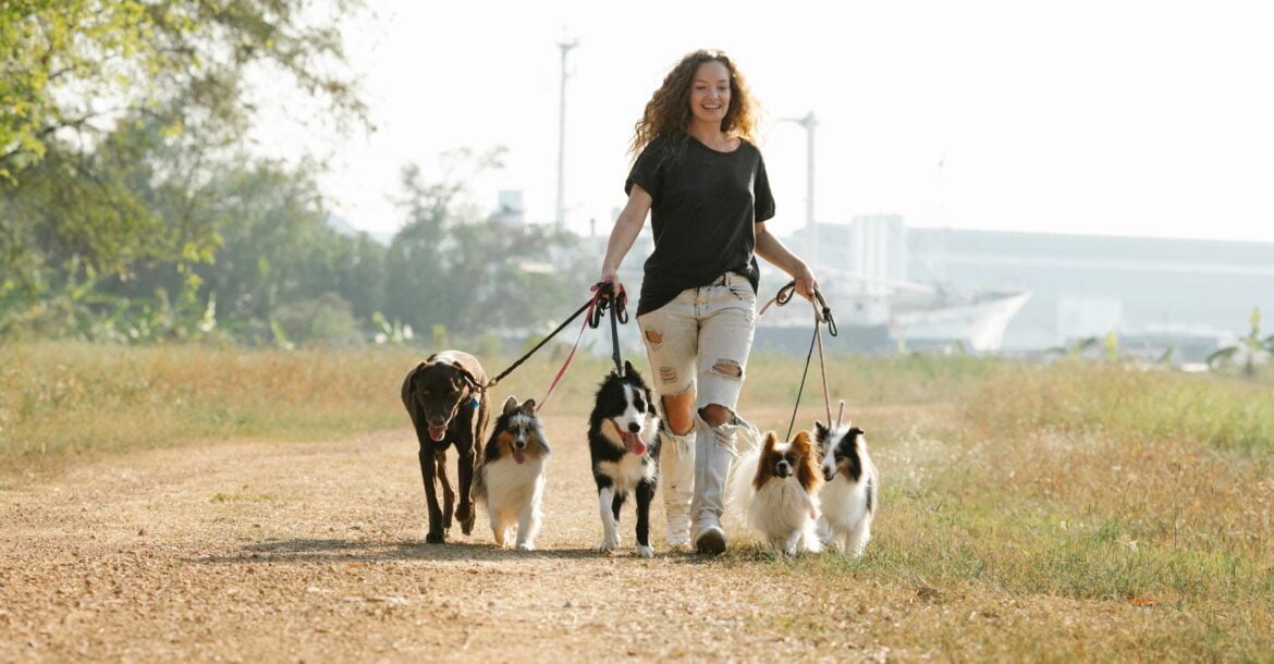 Dog Walker Business